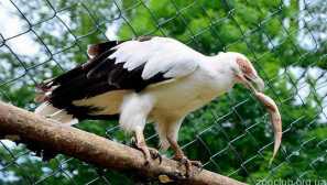 Palmový sup, nebo velký orlan